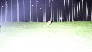 Carry MS18 flashlight to play with pets outdoors at night - IMALENT®